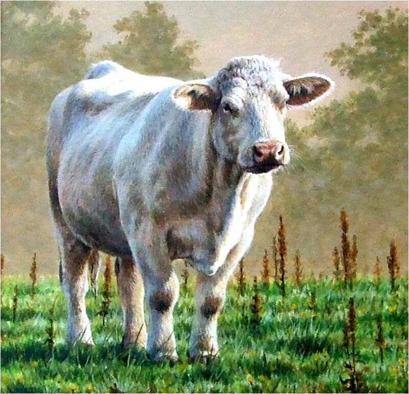 White Cow in Field