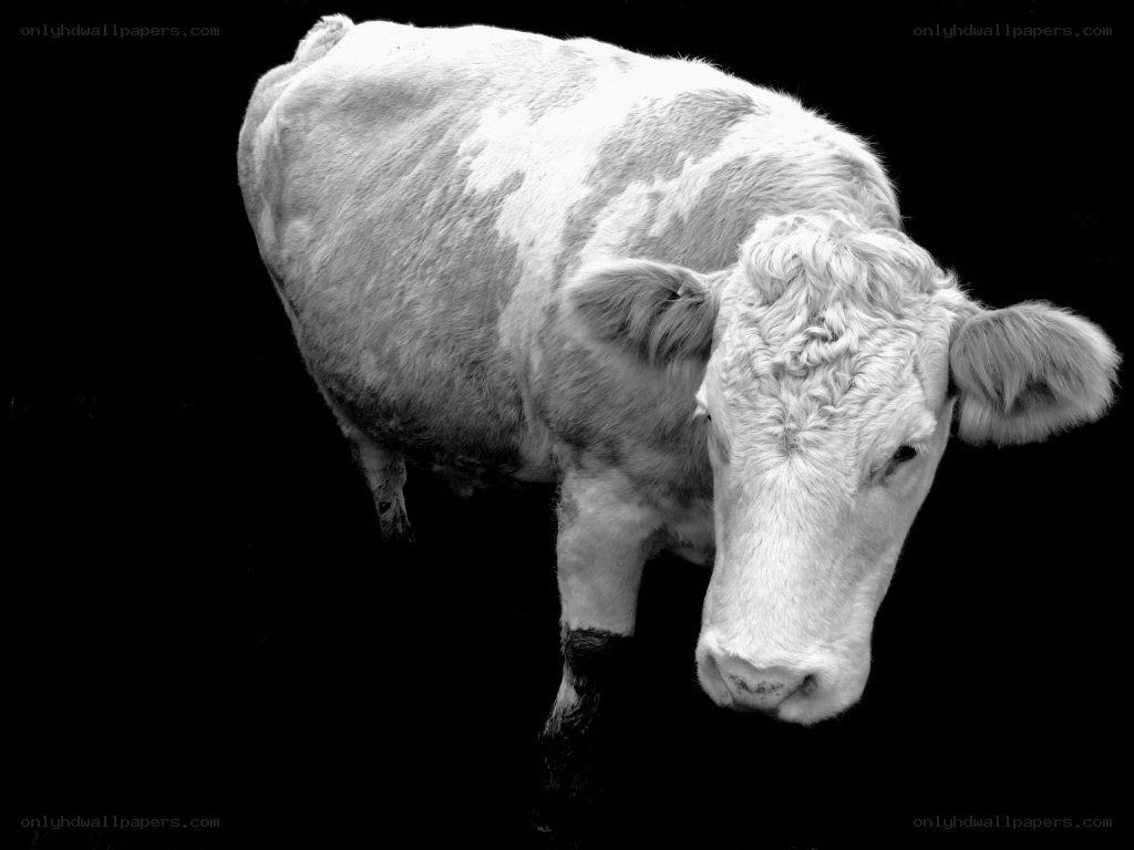 white cow on black background