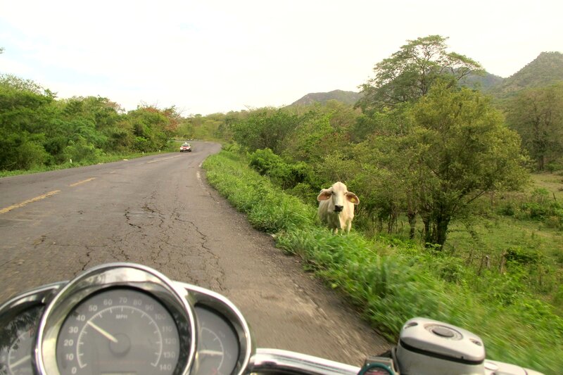 White Cow on Roadside