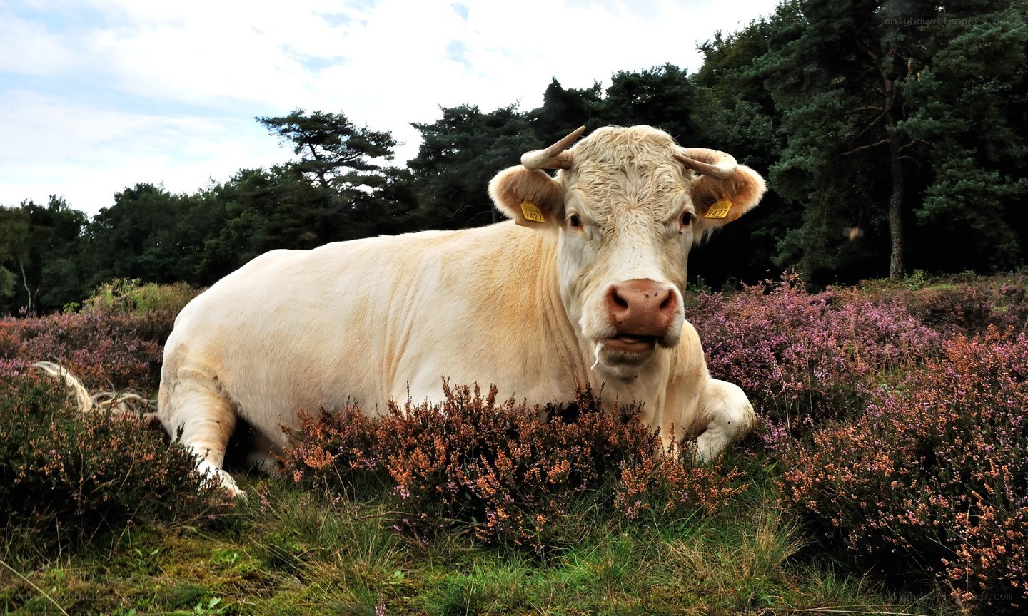 White cow resting in heather