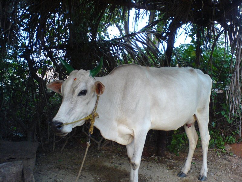 White cow with green horns