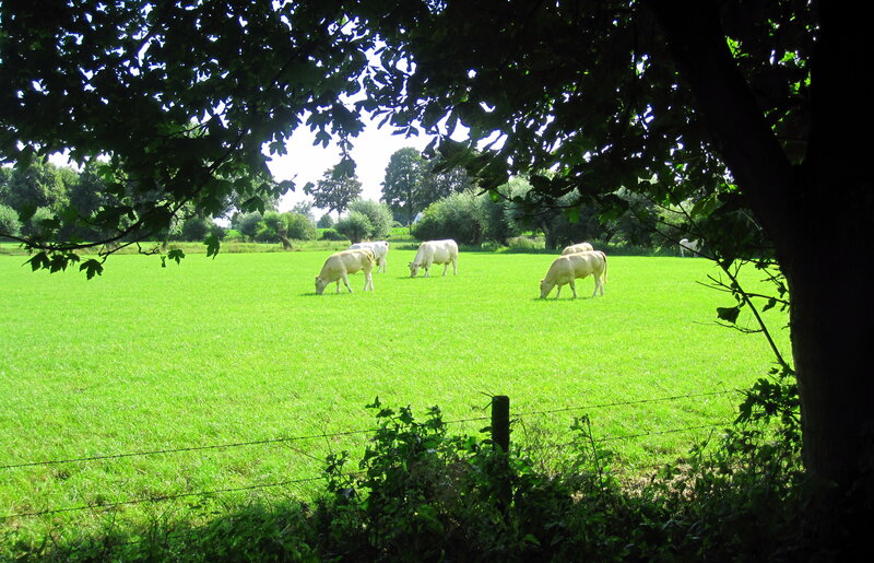 White Cows Grazing