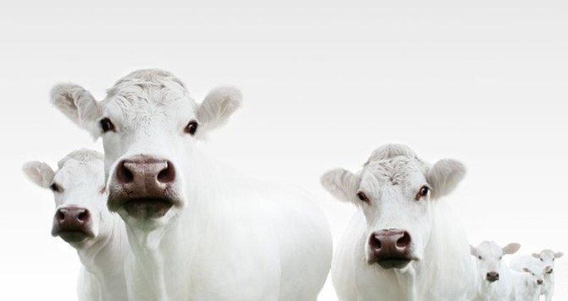 White Cows in a Group