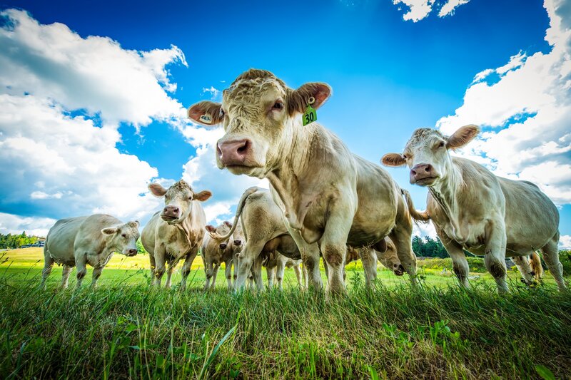 White Cows in Field — Blue