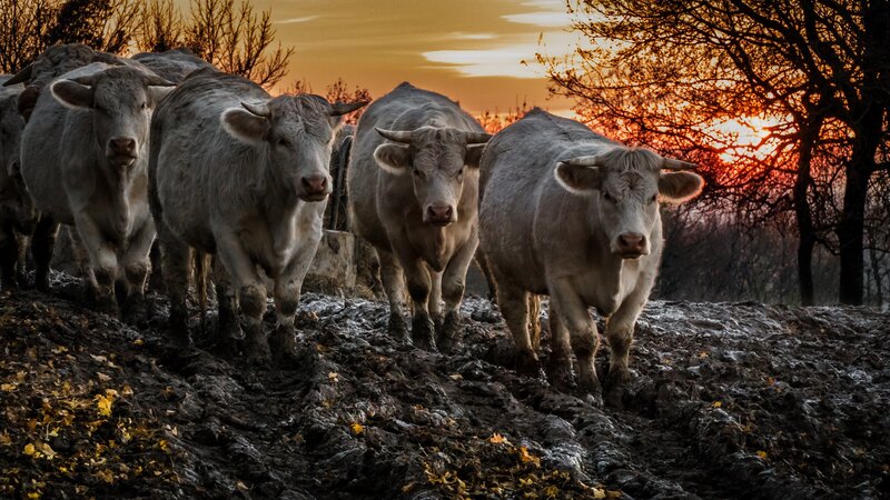 White Cows in Mud
