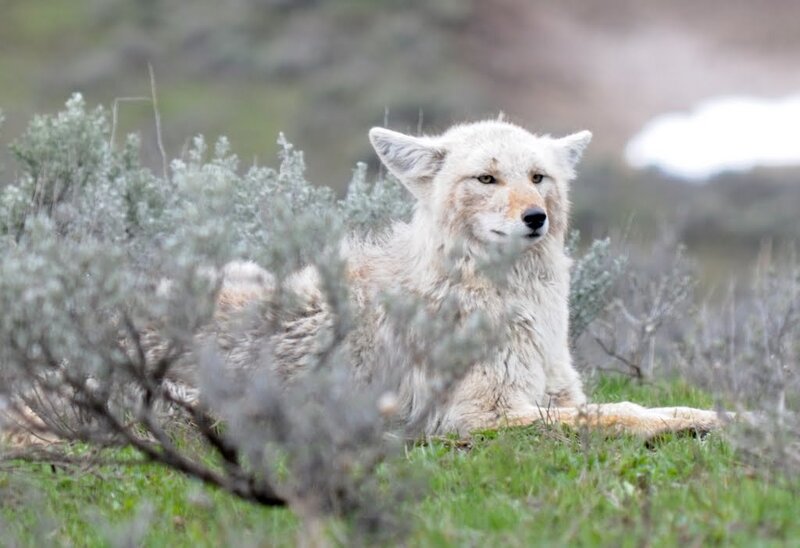 White Coyote in Grass