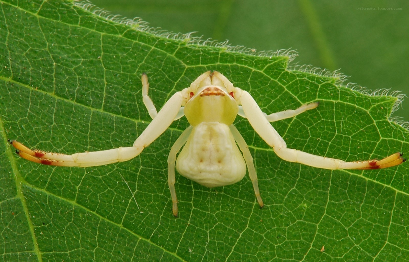 white crab spider on a leaf