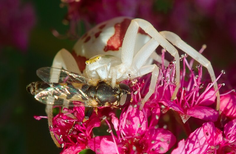 White Crab Spider on Flower — Pink