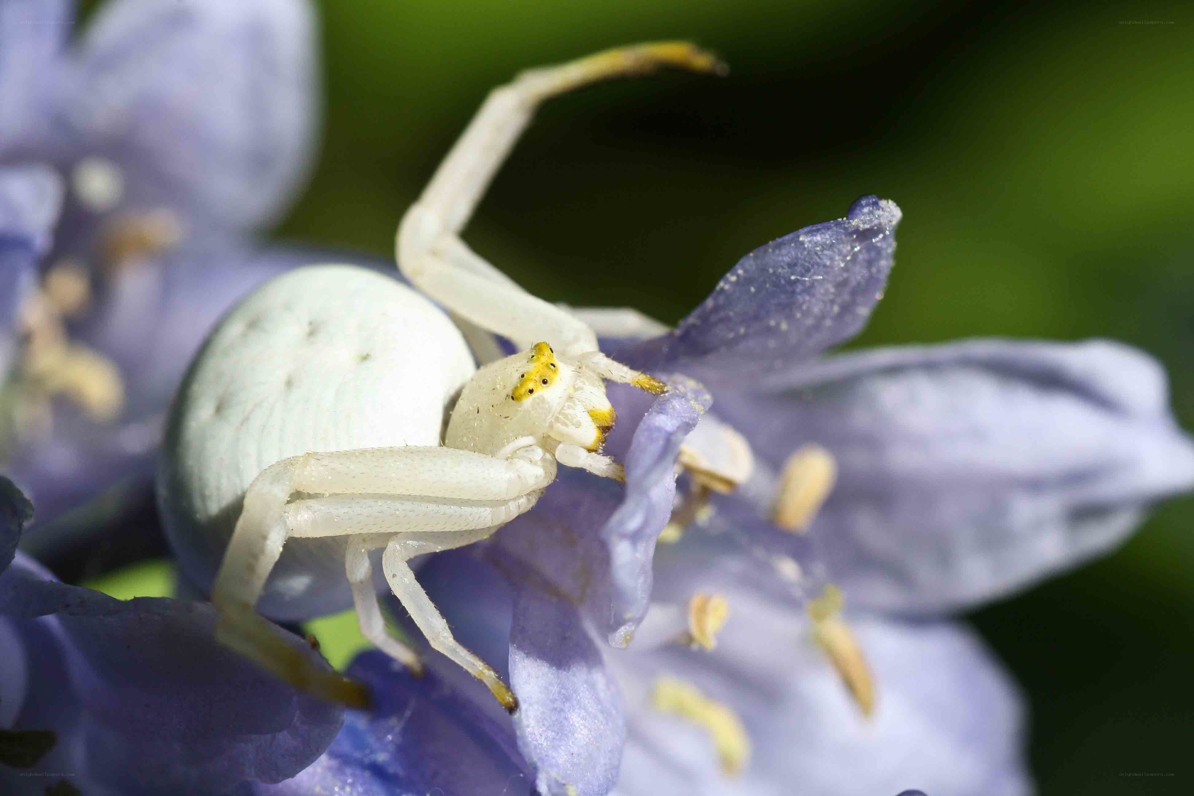 white crab spider on flower