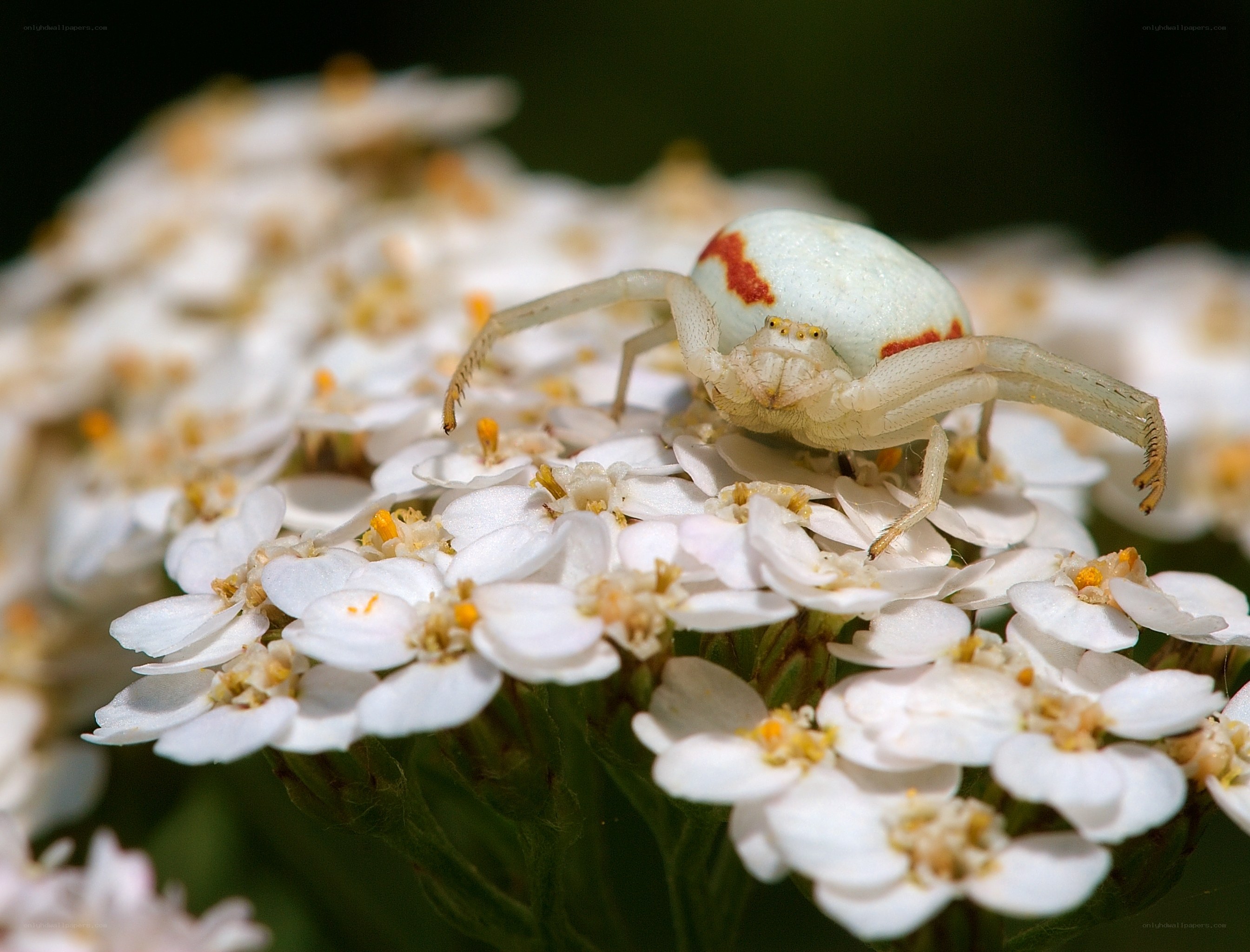 White crab spider on flowers