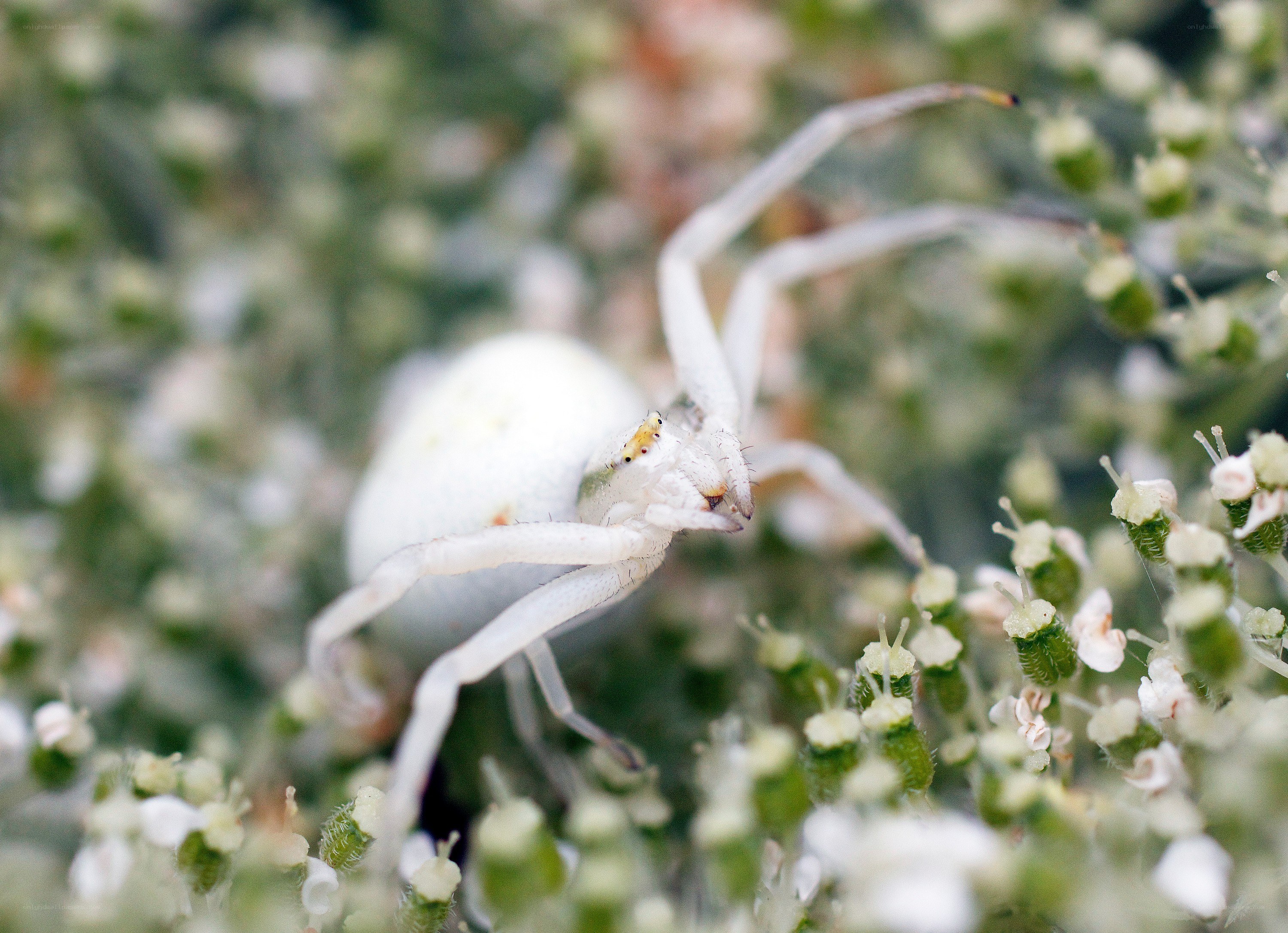 white crab spider on flowers