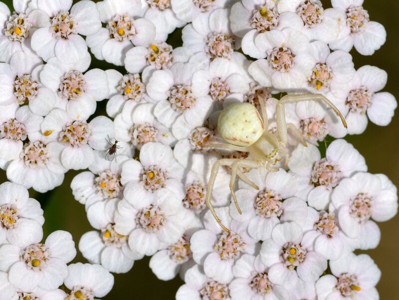 White Crab Spider on Flowers — Natural