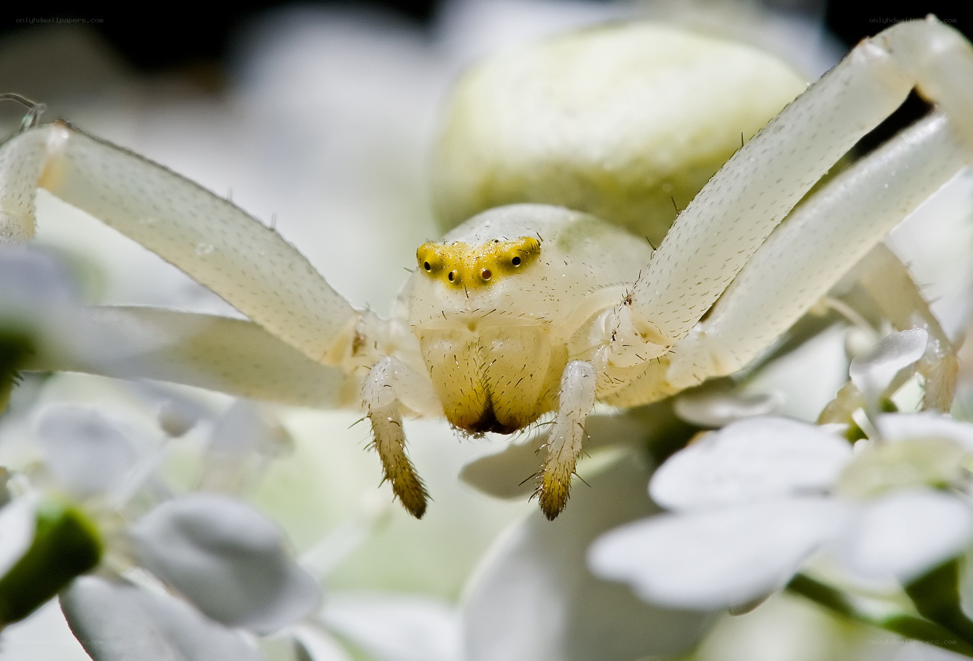white crab spider on flowers