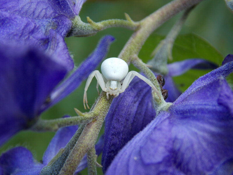 White Crab Spider — Purple