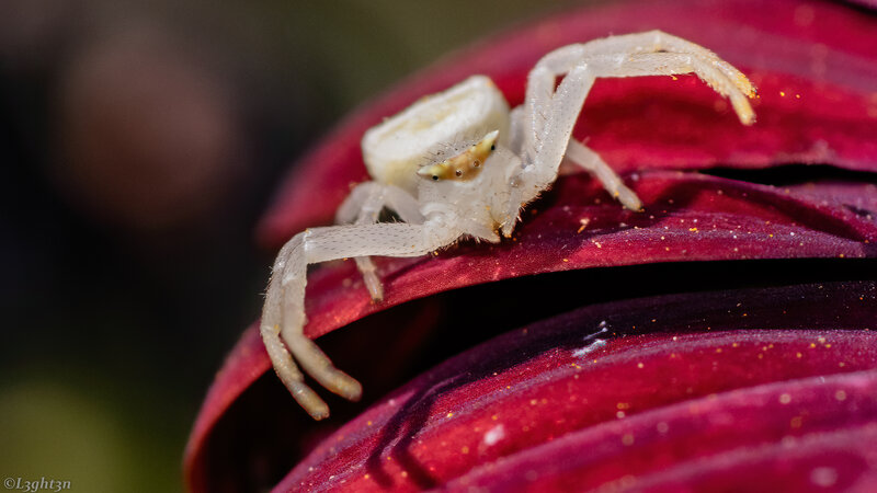 White Crab Spider — Red