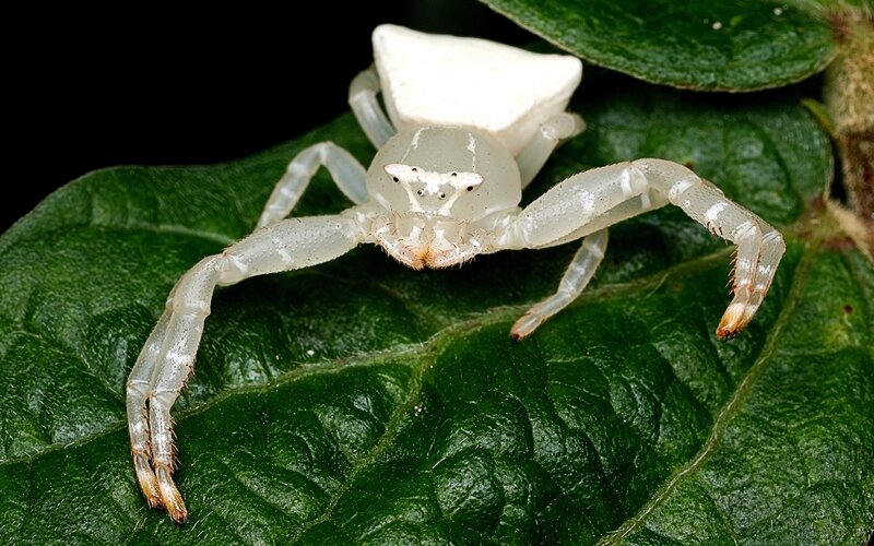 White Crab Spider