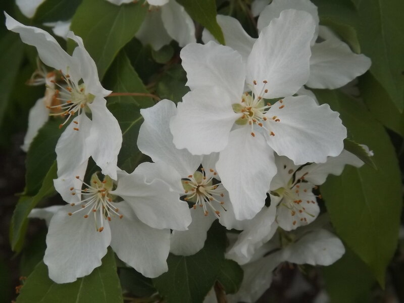 White Crabapple Blossoms — Calm