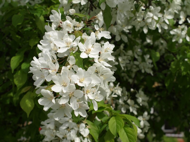 White Crabapple Blossoms