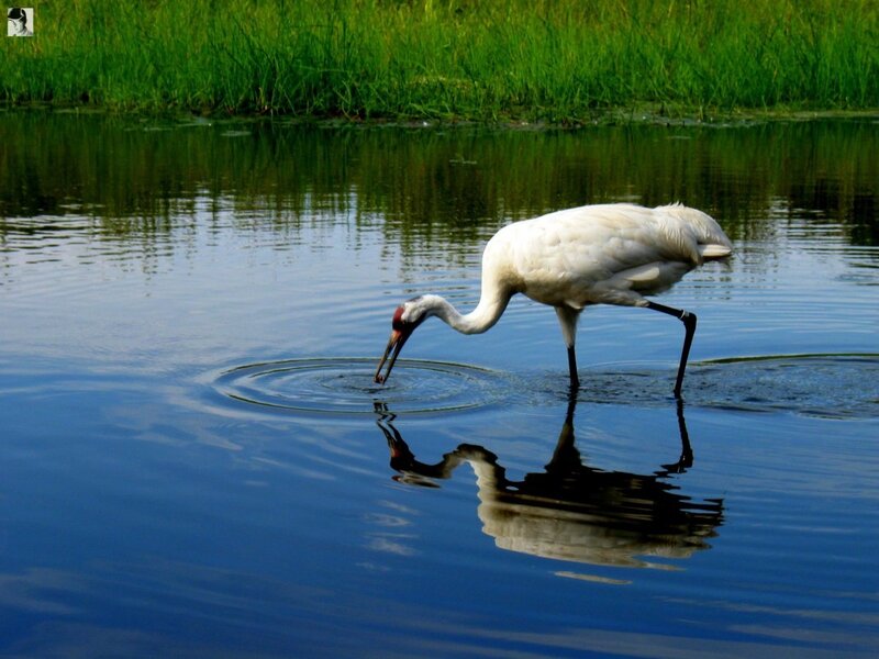 White Crane Drinking Water