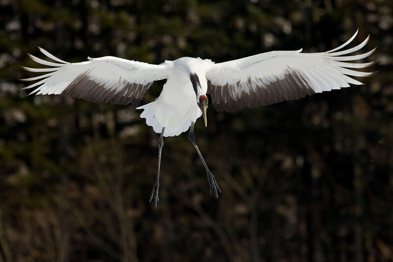 White Crane in Flight — Dramatic