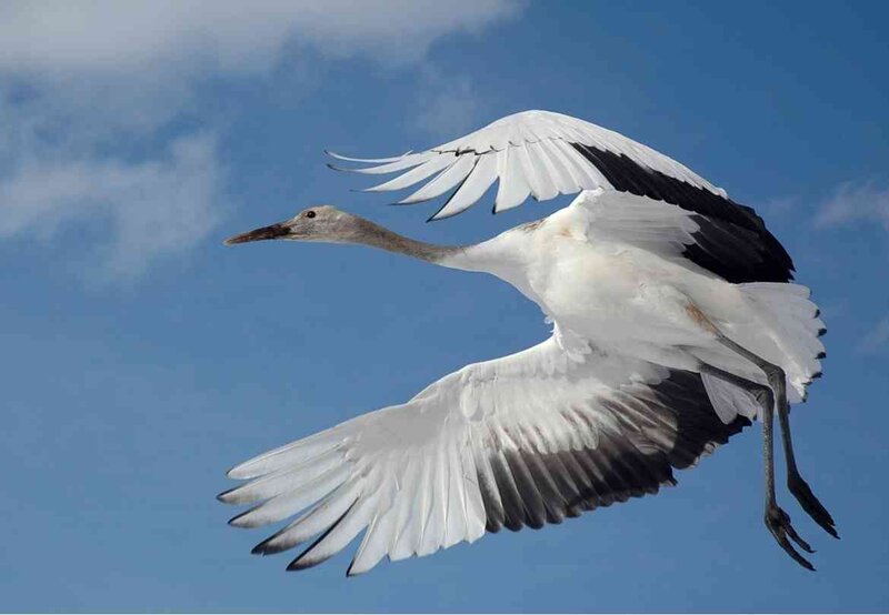 White Crane in Flight
