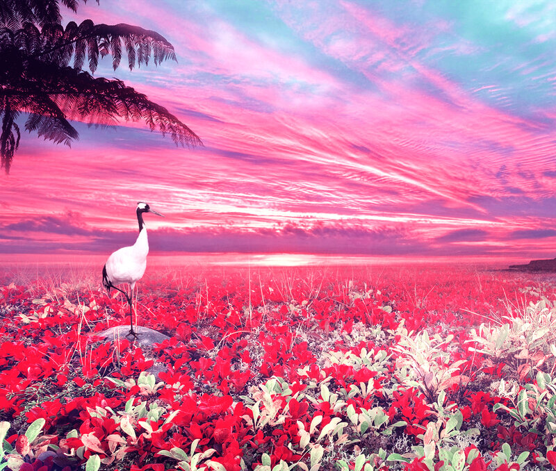 White Crane in Red Field