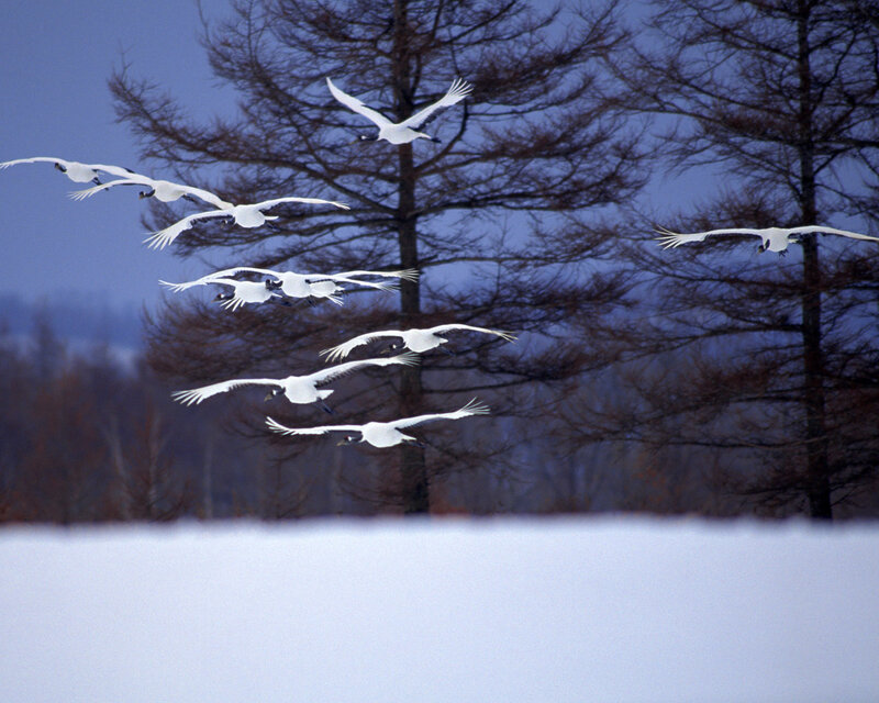 White Cranes in Flight