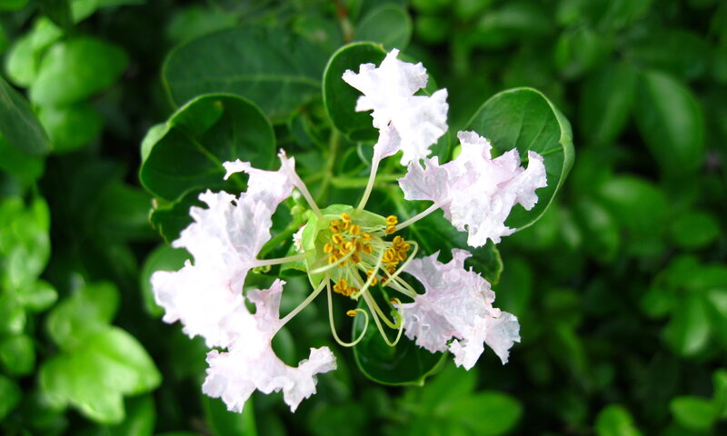 White Crepe Myrtle Flower