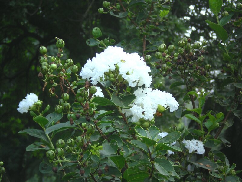 White Crepe Myrtle Flowers — Natural