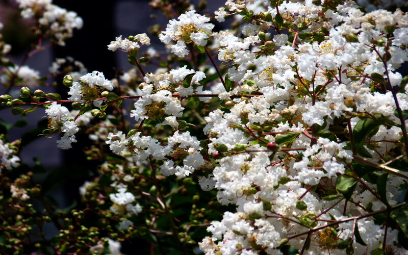 White Crepe Myrtle Flowers