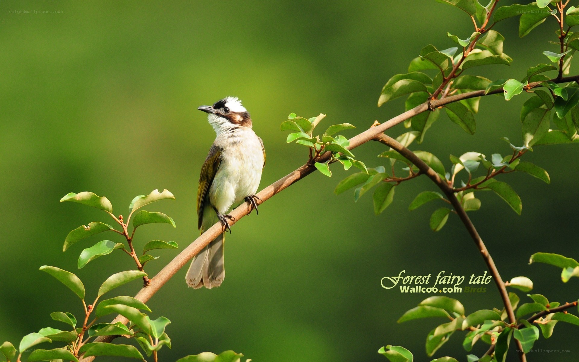 White-crested bulbul on a branch