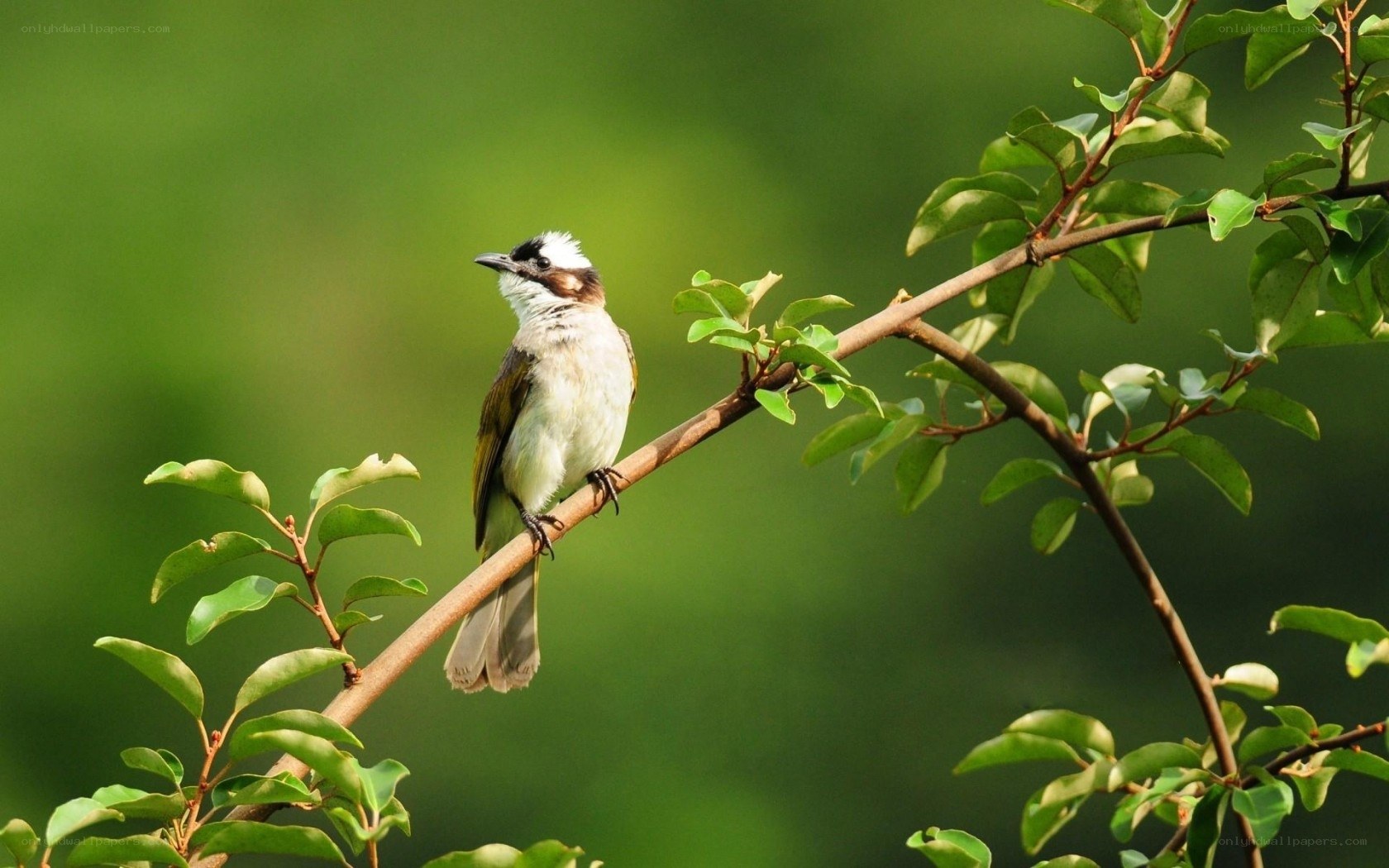 White-crested bulbul on a branch