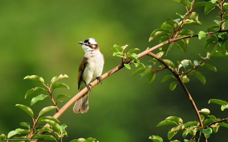 white-crested bulbul on branch