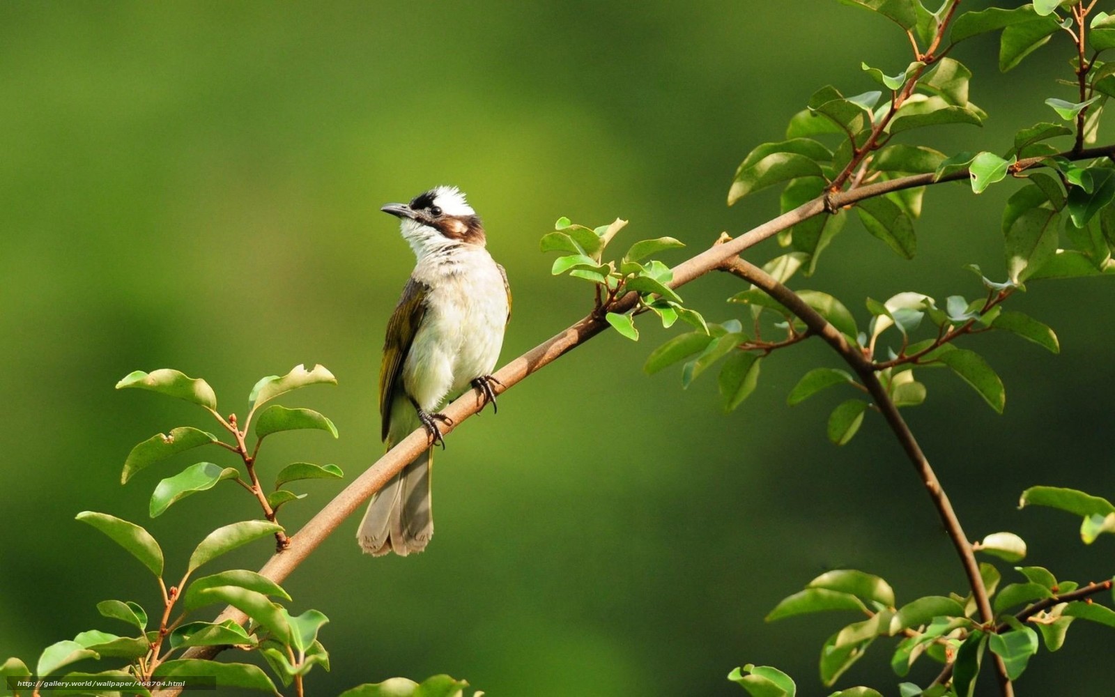 white-crested bulbul on branch