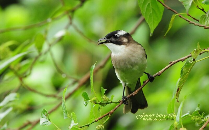 White-crested bulbul perched