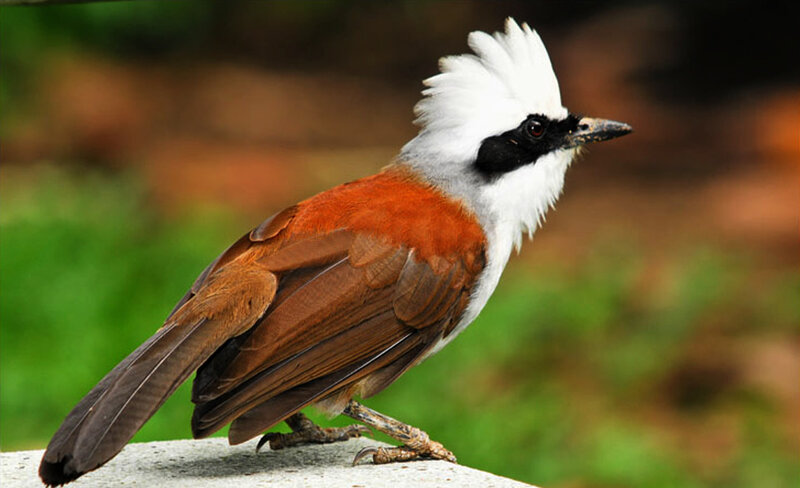 White-crested Laughingthrush — Brown