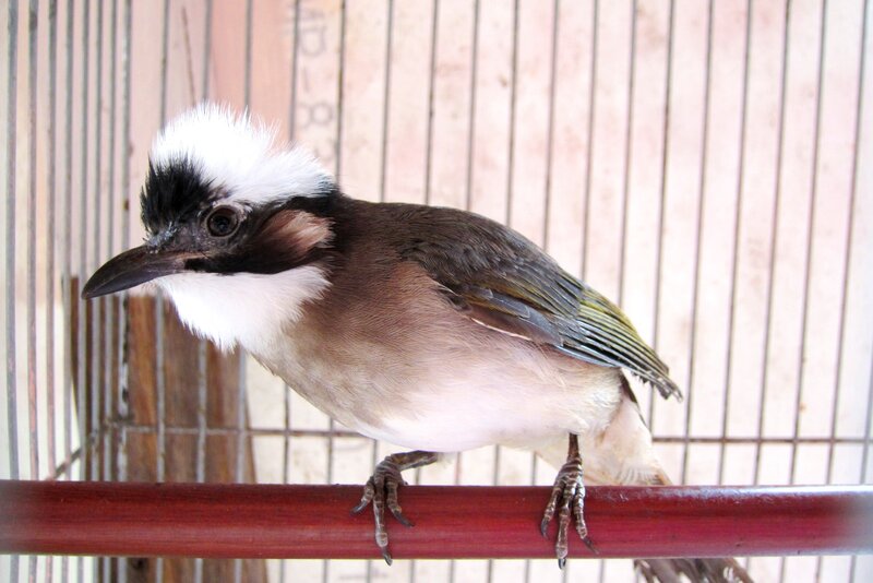 White-crested Laughingthrush