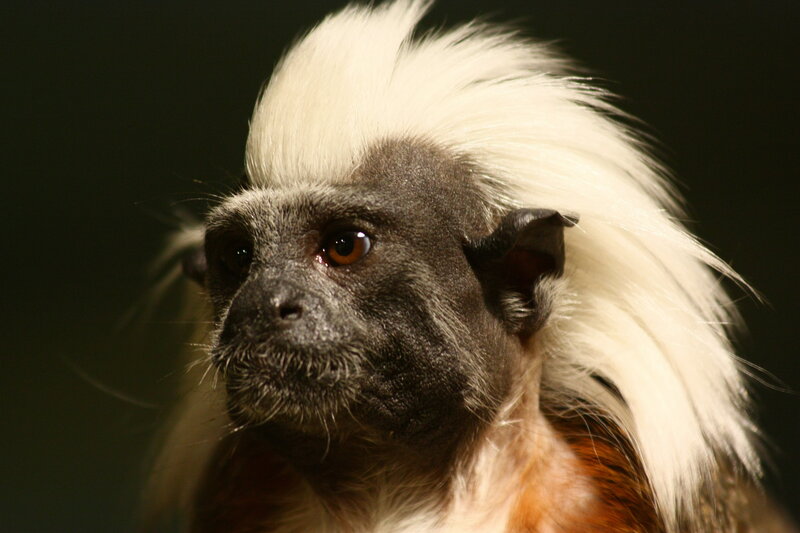 White-crested Marmoset — Black