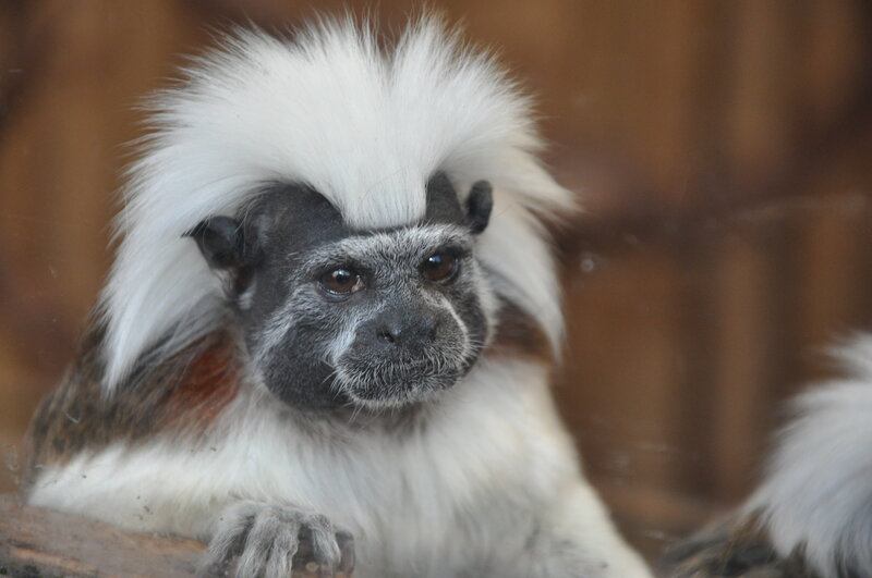 White-crested Marmoset