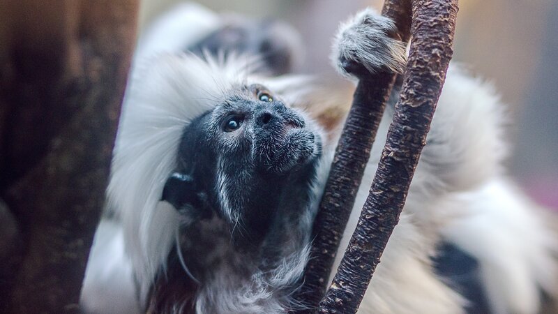 White-crested Monkey