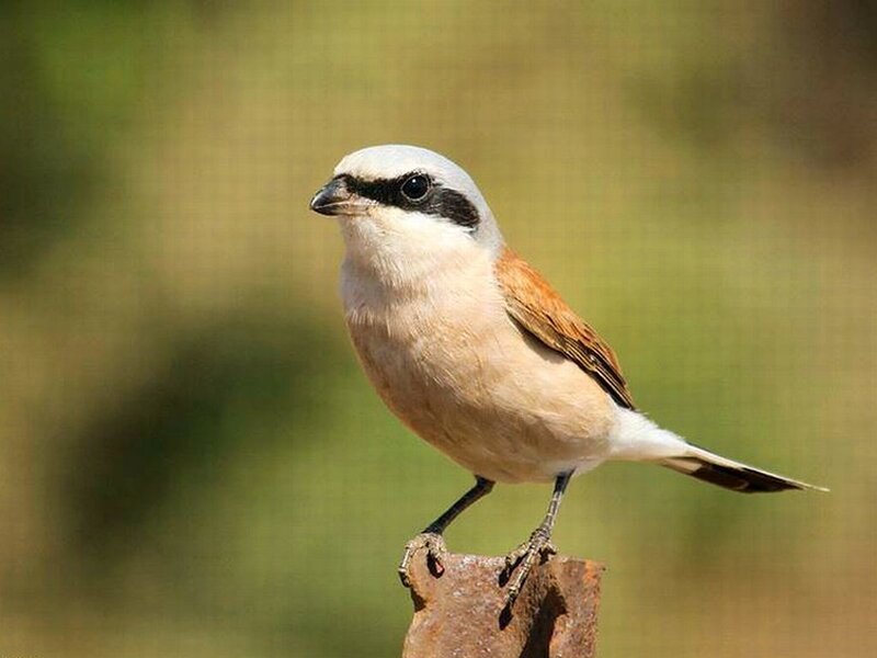 White-crested Shrike