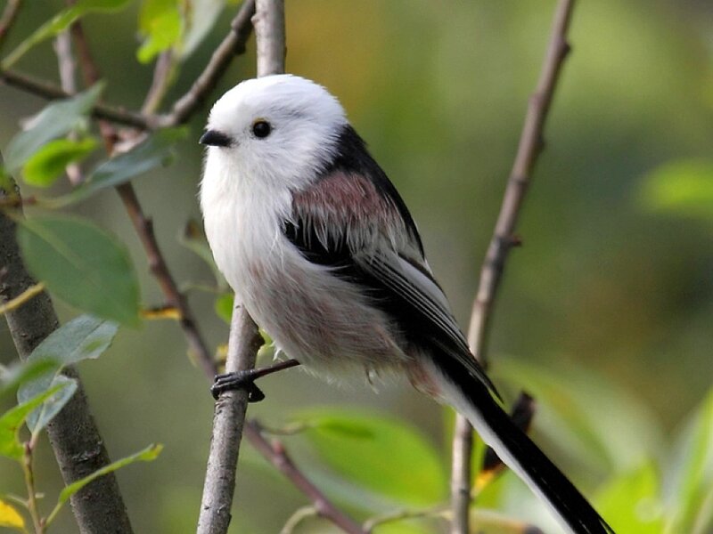 White-crested Tit Perched