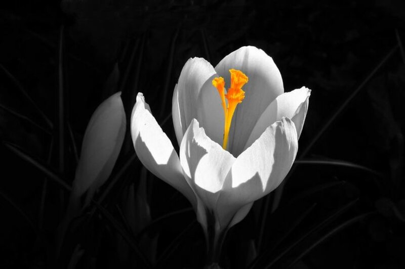 White Crocus Flower — Black