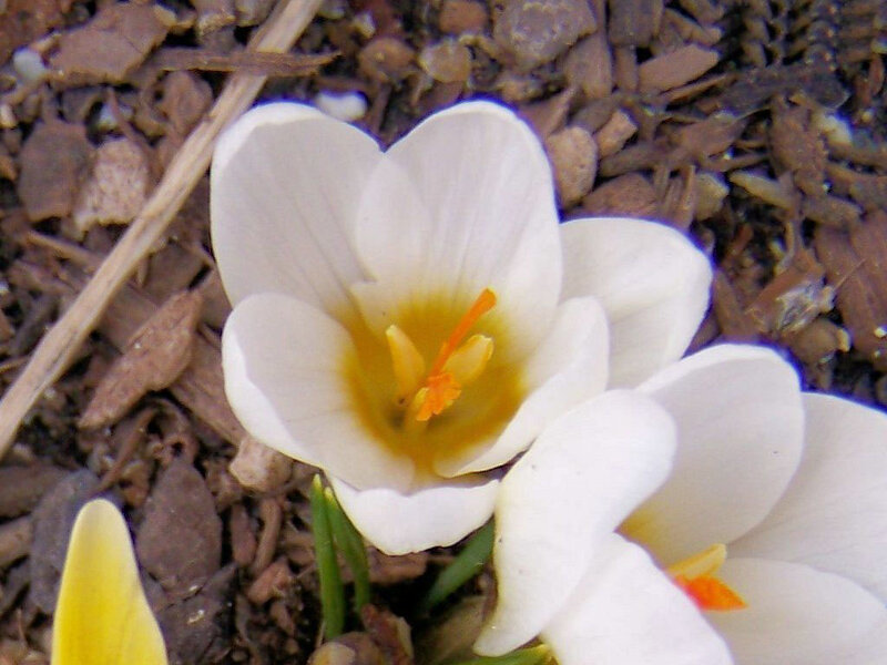 White Crocus Flower — Calm
