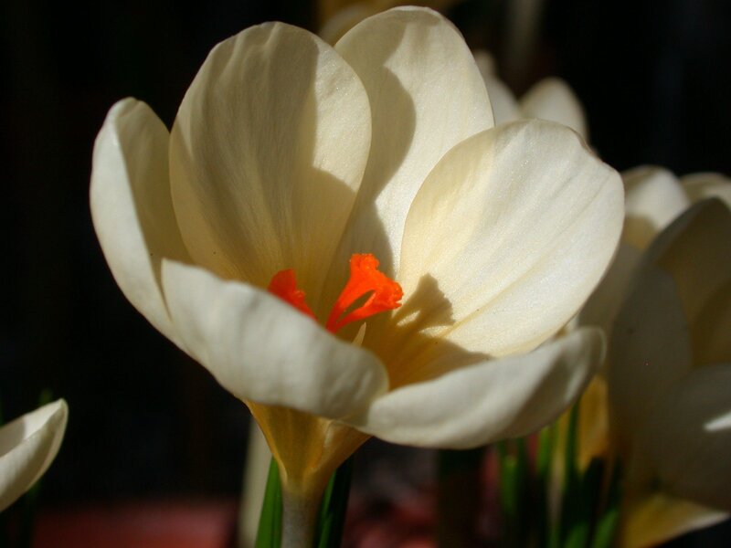 White Crocus Flower — Dramatic