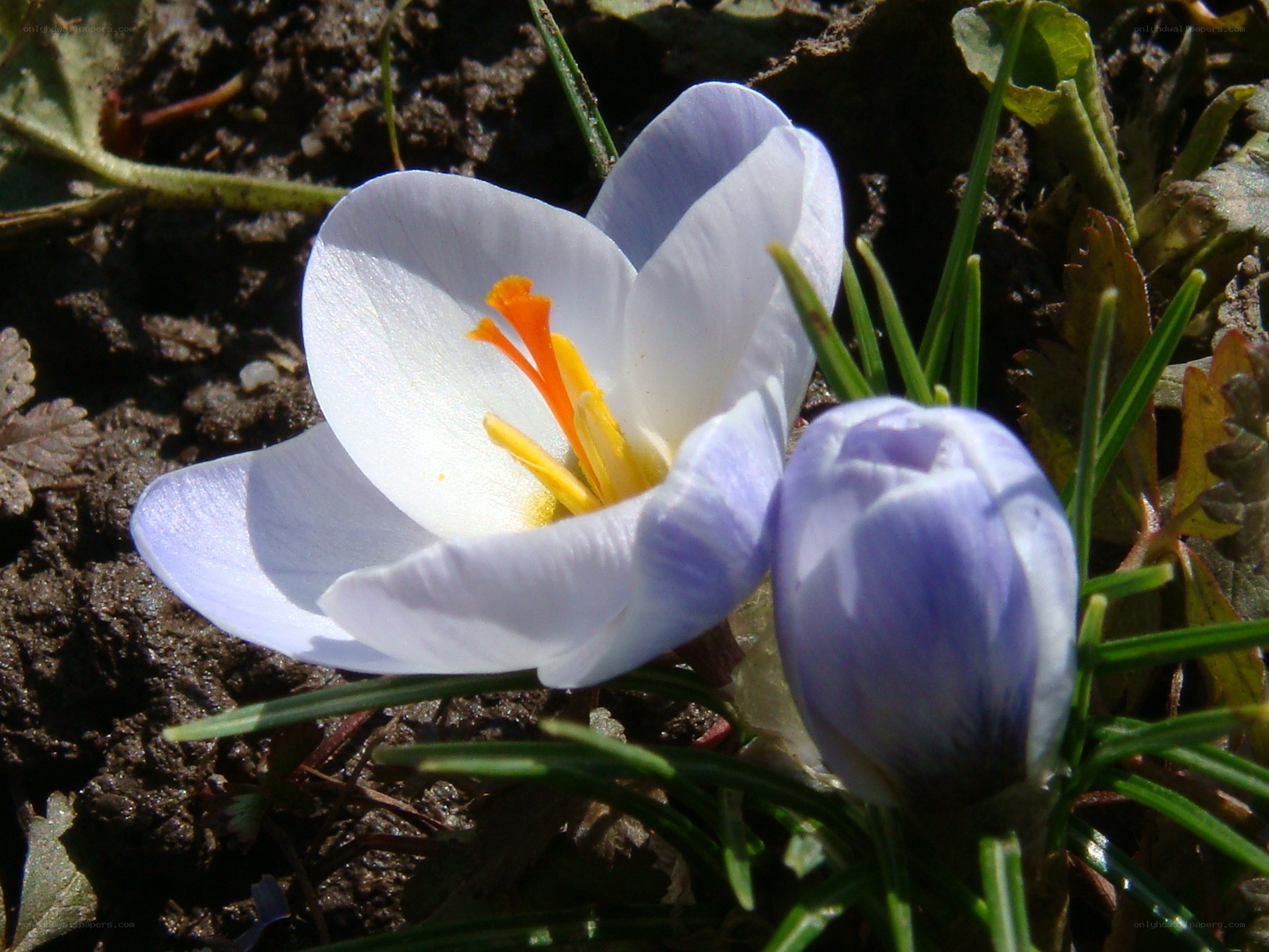 White crocus flower in bloom