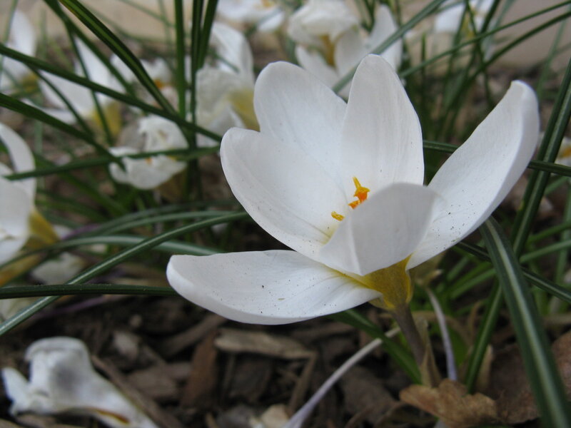 white crocus flower in bloom
