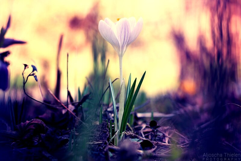 White Crocus Flower — Purple