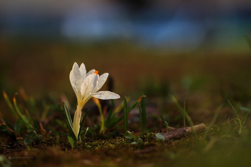 White Crocus Flower — Serene, Spring