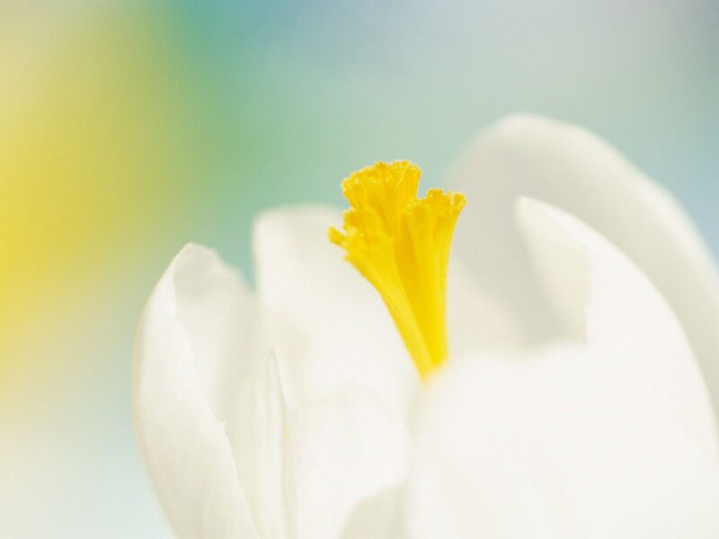 White Crocus Flower — Serene